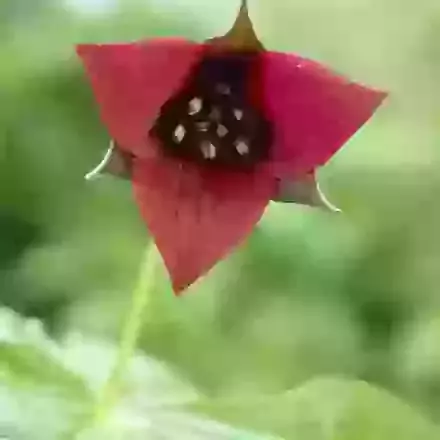 Trillium (Wood Lily)